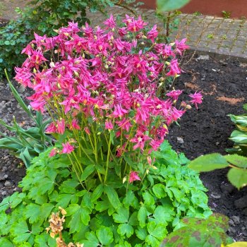 дом престарелых